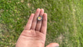 China flower ring style #2