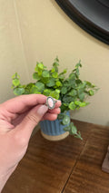 Pink Conch Ring Small